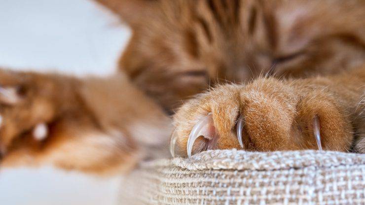 Le unghie del gatto: come riconoscere i problemi e come curarle