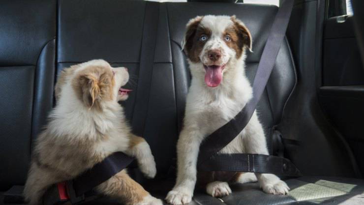Cinture di sicurezza per cani