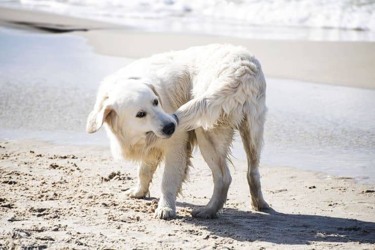 cane insegue coda