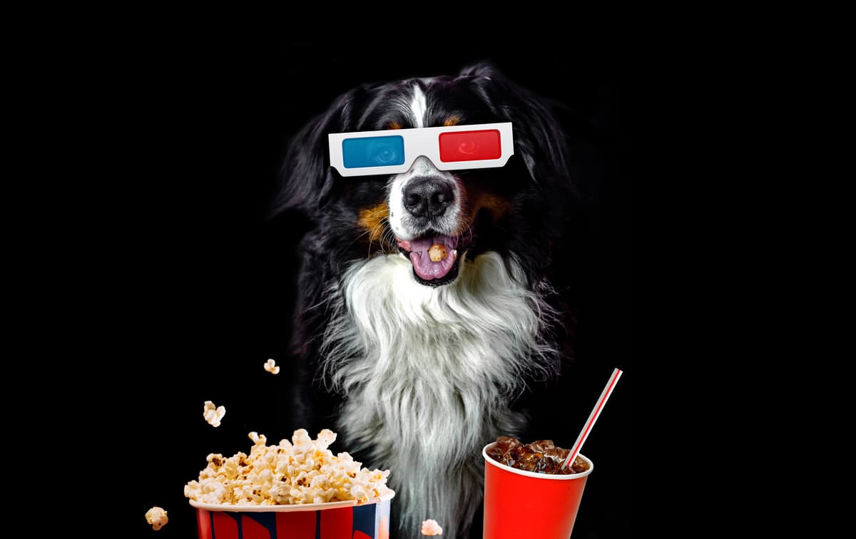 Il cane può mangiare i popcorn? (Foto Adobe Stock)