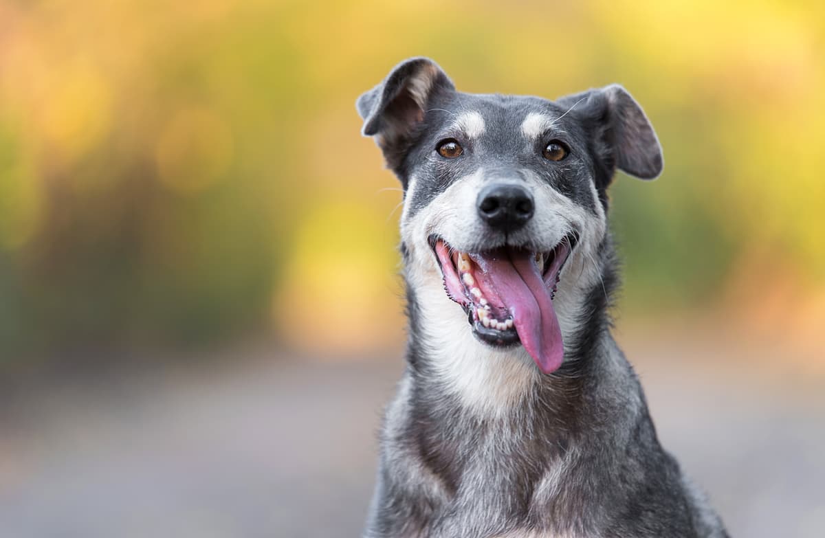 Il cane può mangiare anacardi? (Foto Adobe Stock)