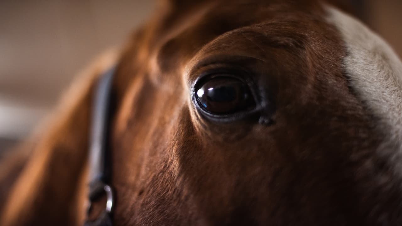 Come calmare un cavallo spaventato (Foto Adobe Stock)