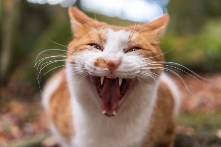 Gatto senza denti