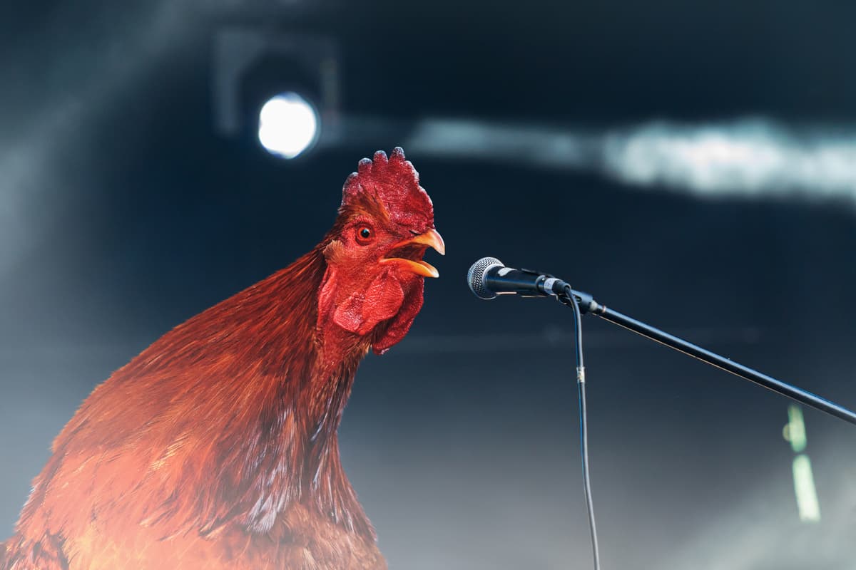 Il gallo canta troppo presto (Foto Adobe Stock)