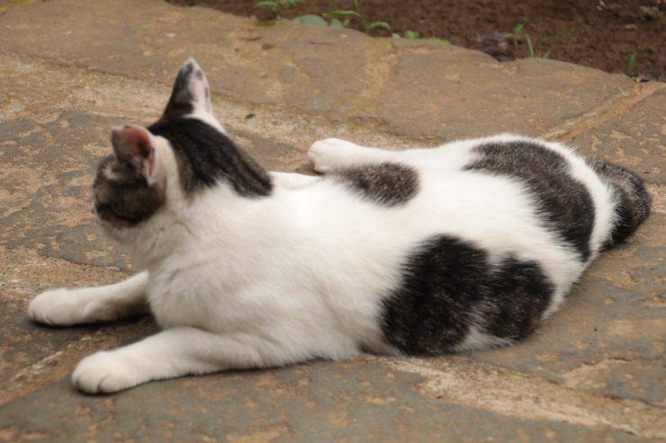 Il gatto ha la coda rotta