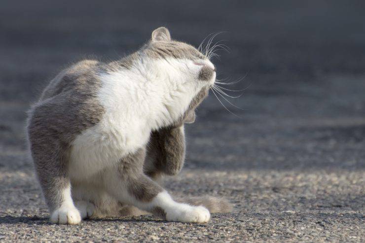 Il gatto ha i pidocchi