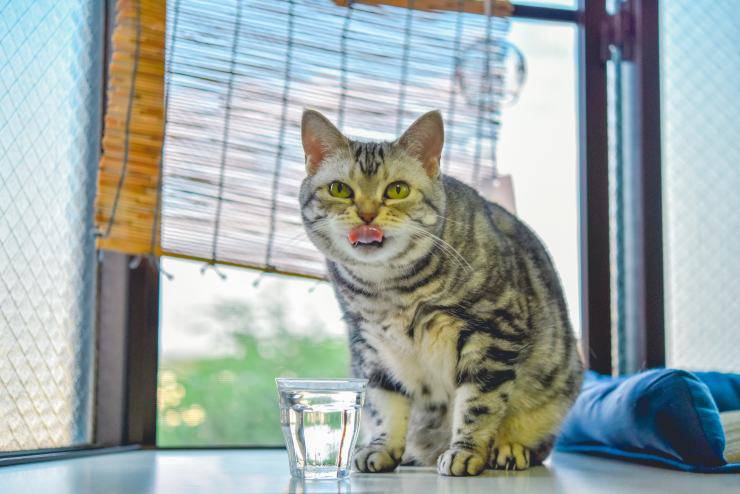 Il gatto soffia al cane