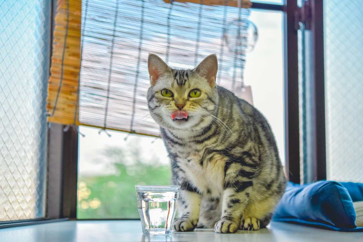 Il Gatto Soffia Al Cane Perch Quando E Come Farlo Smettere
