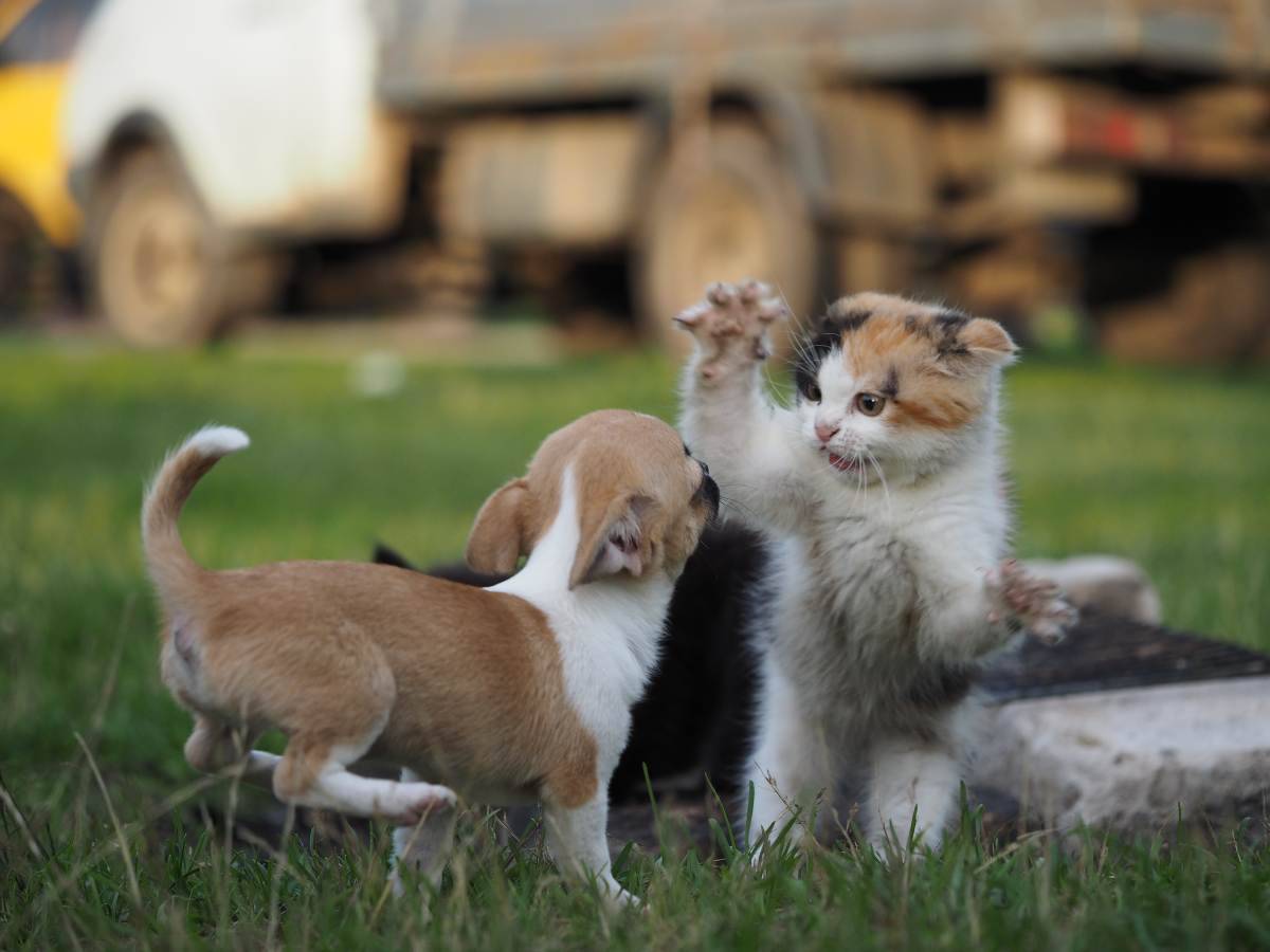 Il Gatto Soffia Al Cane Perch Quando E Come Farlo Smettere