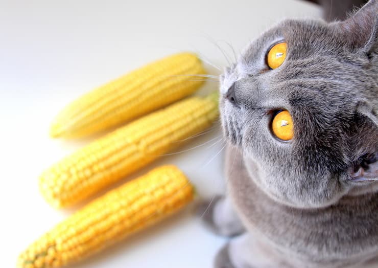 Il gatto può mangiare il mais? (Foto Adobe Stock)