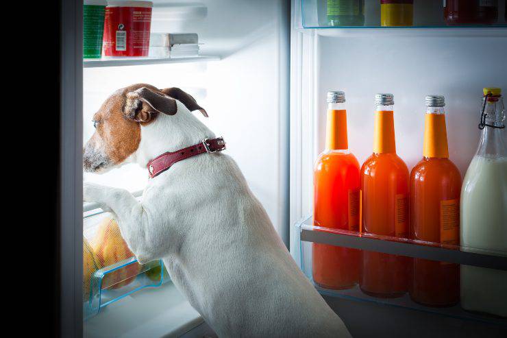 Cane con la testa nel frigorifero