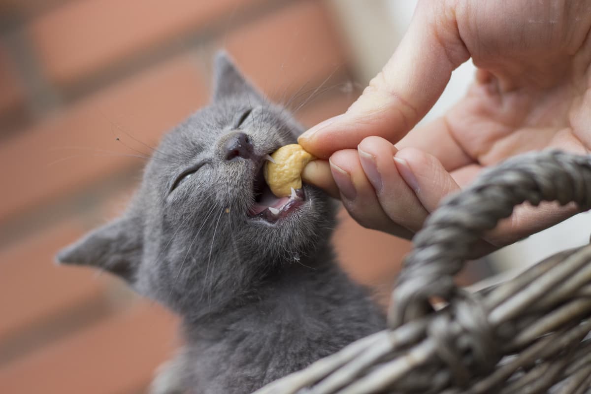 Il gatto può mangiare gli anacardi? (Foto Adobe Stock)
