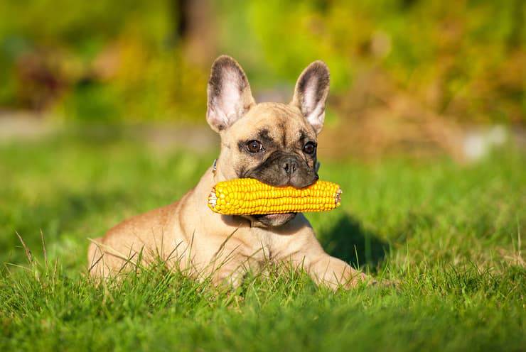 Cane con pannocchia (Foto Adobe Stock)