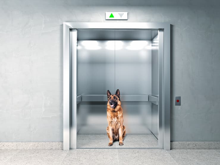 Il cane nell'ascensore condominiale (Foto Adobe Stock)