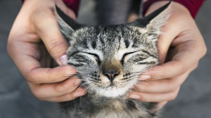L'arginina nel gatto (Foto Adobe Stock)