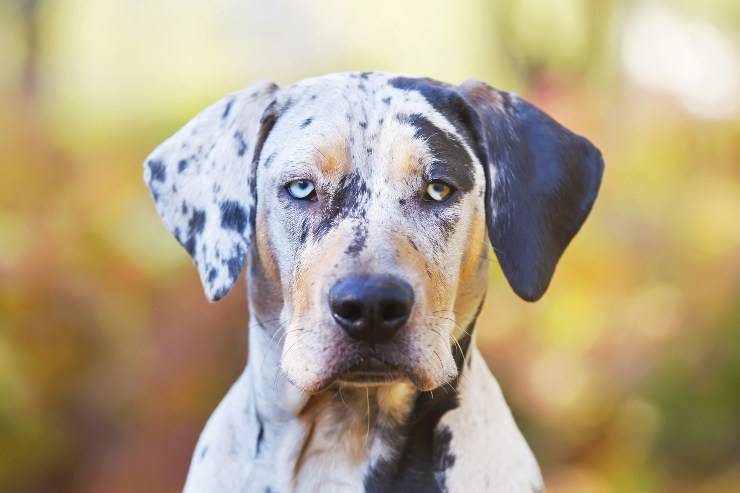 Catahoula Leopard Dog