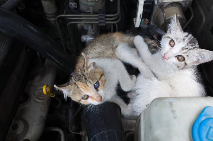 come aiutare un gatto ad uscire dal motore