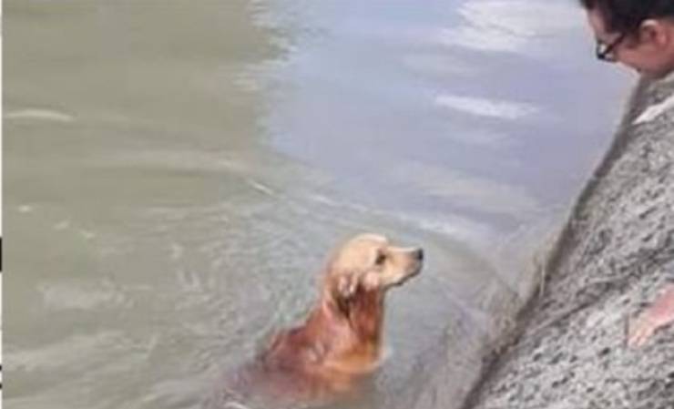 Cucciolo caduto nel canale