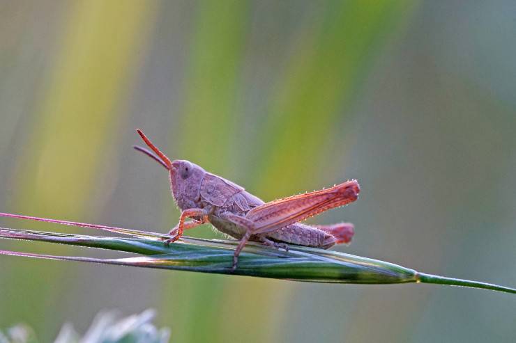 Euconocephalus thunbergii