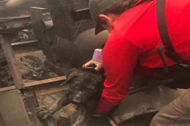 Cane Golden Retriever salvato miracolosamente da una casa in fiamme (foto Facebook) 