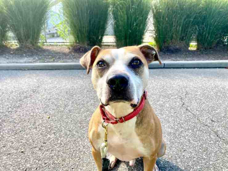 Toro, il cane Pitbull a metà abbandonato cerca una nuova famiglia (foto Facebook) 