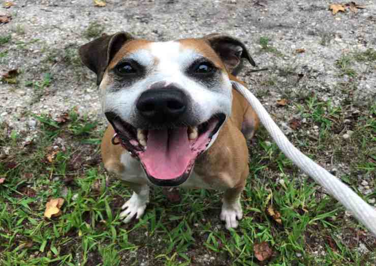 Toro, il cane Pitbull a metà abbandonato cerca una nuova famiglia (foto Facebook) 