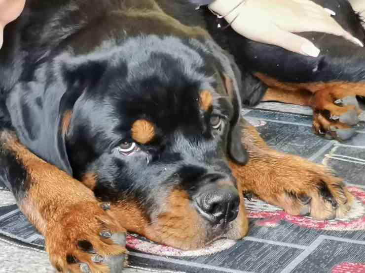 Milo, il cane acquistato su eBay (foto Facebook)