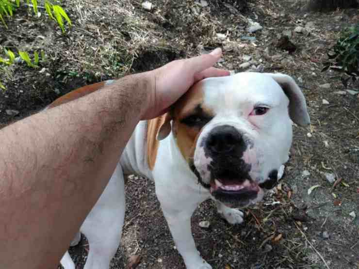Ettore, cane bulldog abbandonato nel trasloco (foto Facebook) 