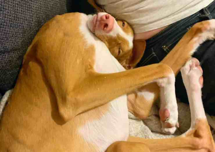 Nico, cane che si addormenta in modo singolare (foto Facebook) 