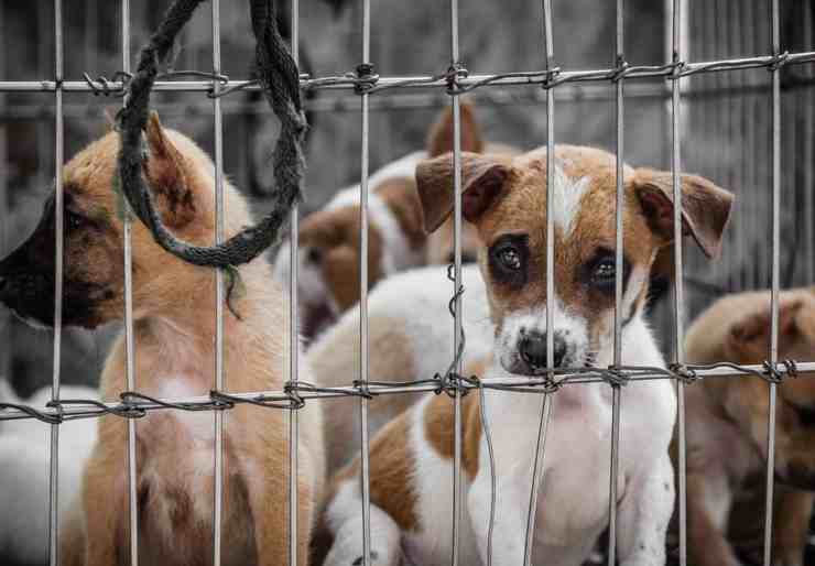The House of Horror: salvati più di 200 cani da morte certa (foto Facebook)
