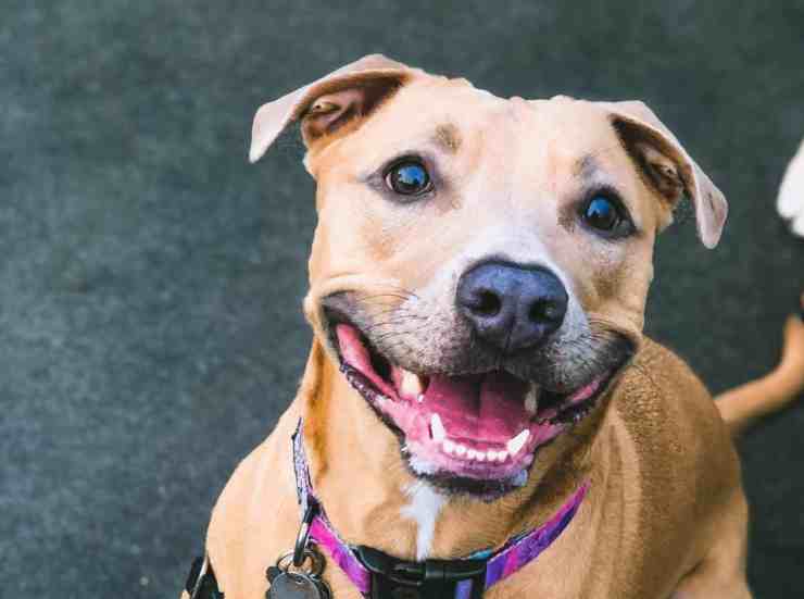 Il cane nell'ascensore condominiale