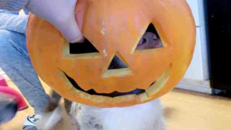 Halloween, il cane Luke che infila la testa nella zucca per mangiarla (foto Facebook)