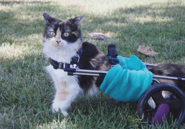 Sally, la gattina vittima di maltrattamento rimasta paralizzata (screenshot Instagram)