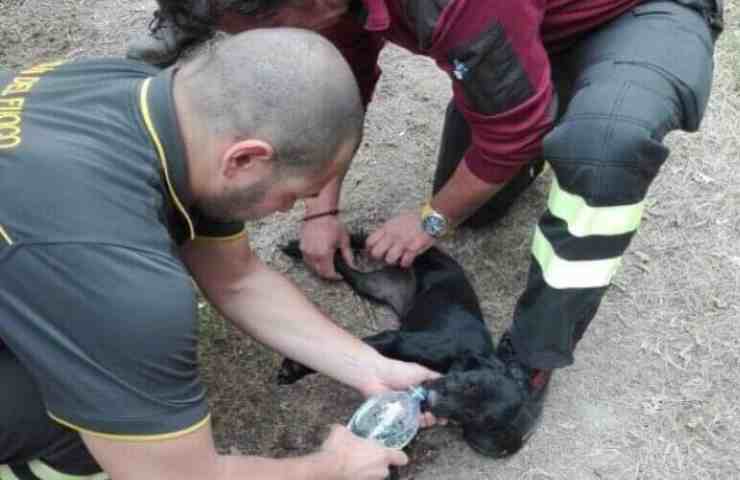 Cane Golden Retriever salvato miracolosamente da una casa in fiamme (foto Facebook)