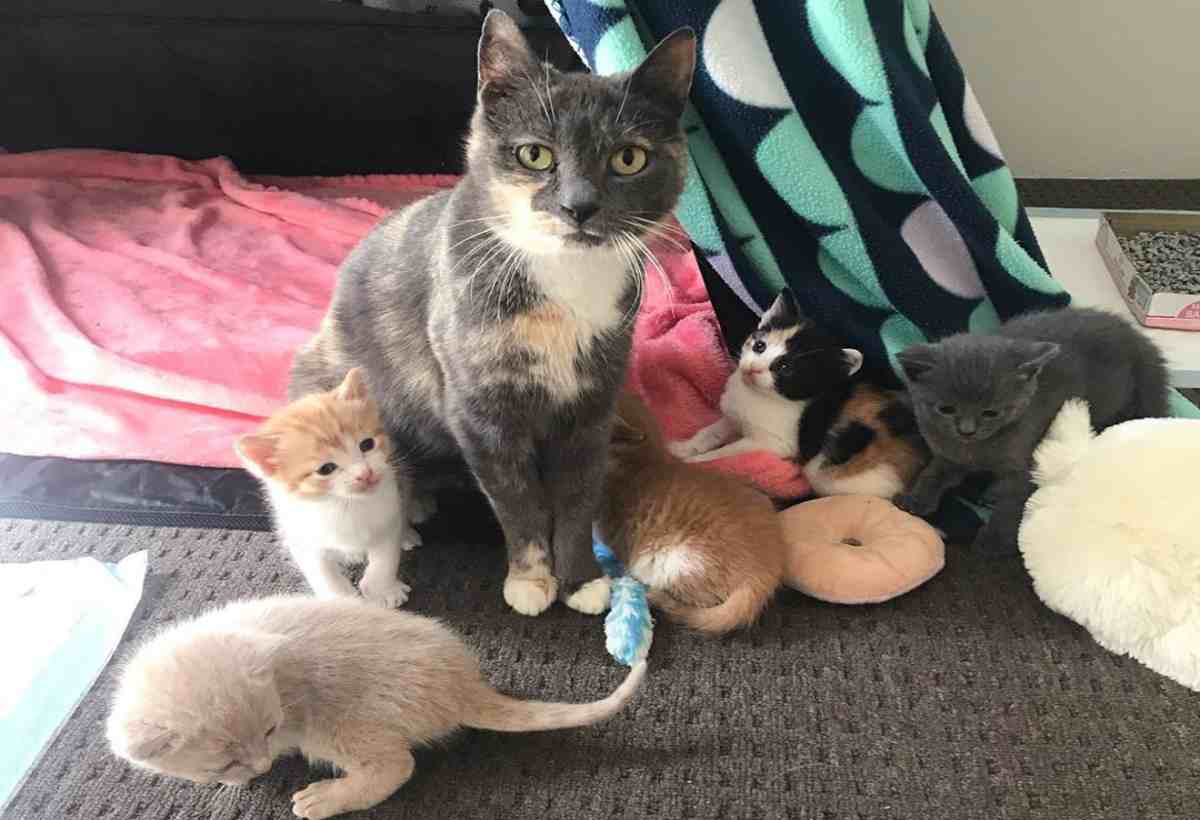 Quando Mamma Gatta Abbandona I Cuccioli