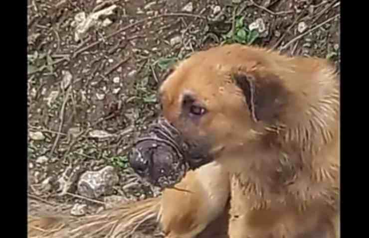 Il cane Balboa col muso legato da un filo di ferro (screenshot YouTube) 
