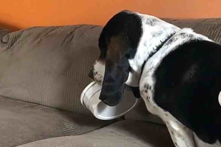 Murphy, il cane che ama mangiare sul divano (screenshot Tiktok)
