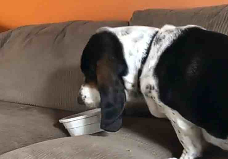 Murphy, il cane che ama mangiare sul divano (screenshot Tiktok) 