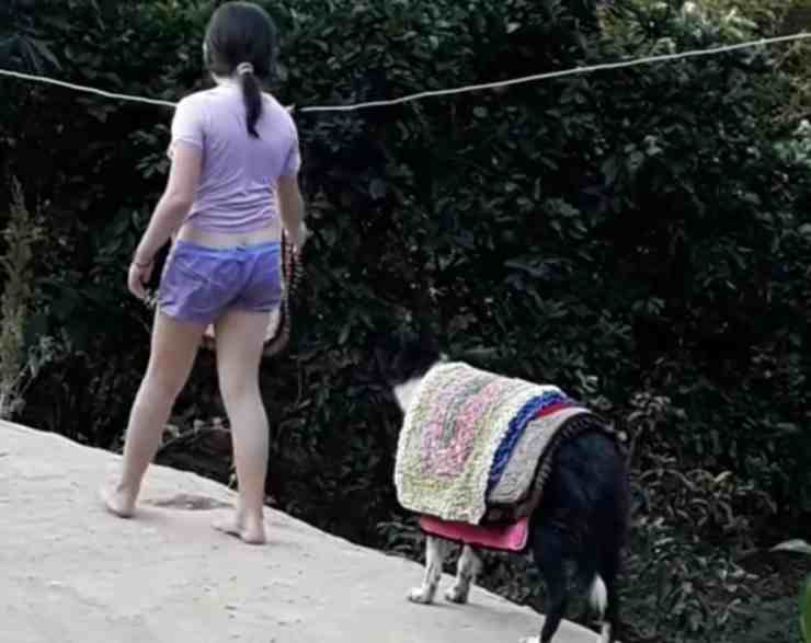Lassye, il cane che aiuta la proprietaria a stendere il bucato (screenshot Facebook) 