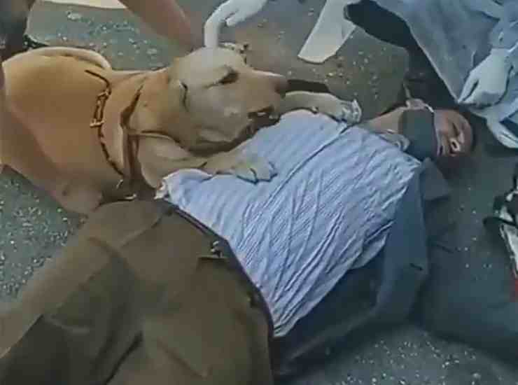 Nina, il cane Labrador che aiuta il proprietario svenuto (screenshot Twitter) 