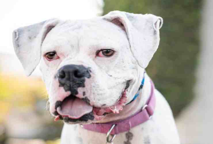 La storia di Asia, il cane Pitbull soprannominato il "dalmata rosa" (foto Instagram) 