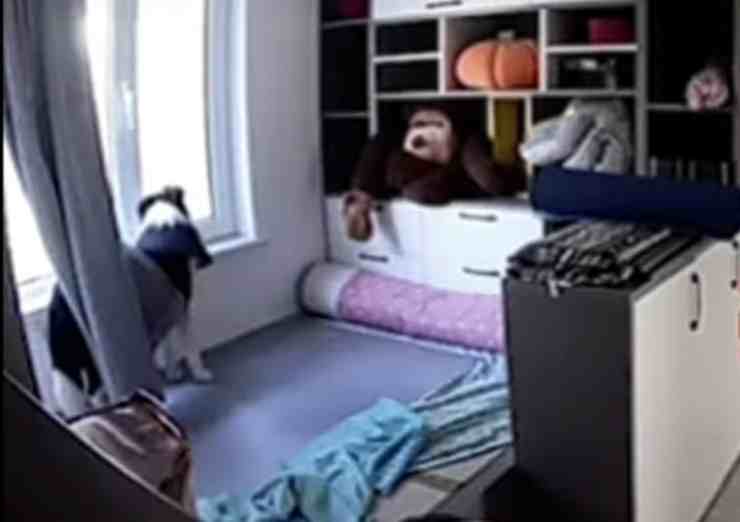 Naughty, il cane che aspetta alla finestra il ritorno della sua proprietaria (screenshot YouTube) 