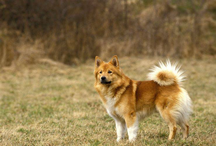 Icelandic Dog