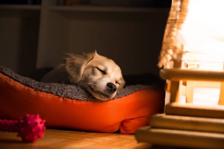 La prima notte del cane a casa,