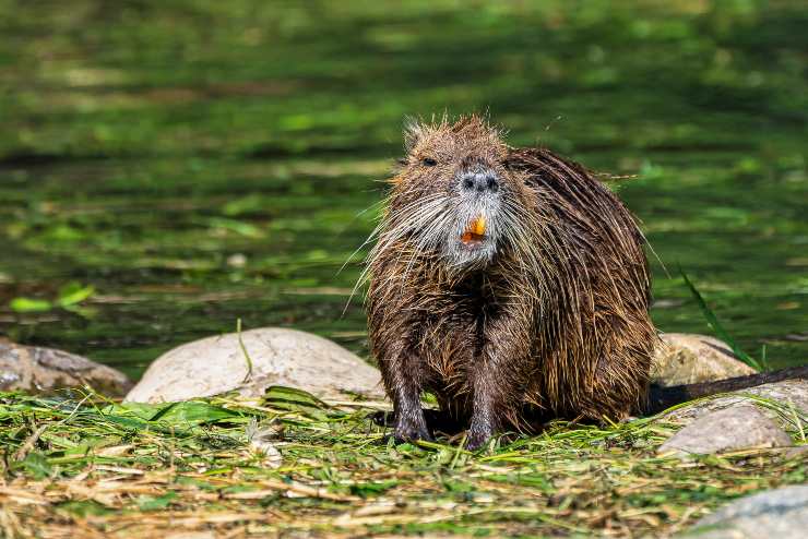 Nutria di Desmarest