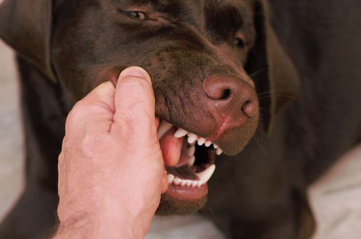 Perché il cane morde le mani 