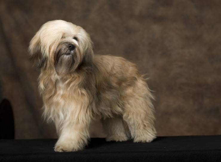 Tibetan terrier