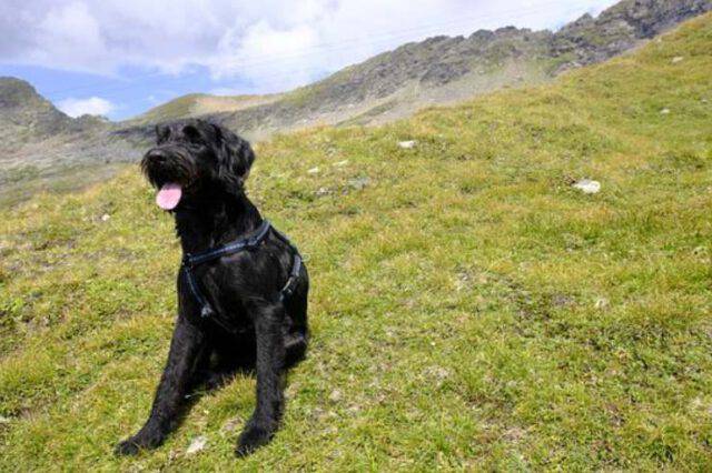 Razza Cani Dal Pelo Lanoso E Baffi Ispidi