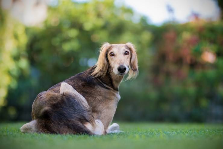 Saluki adulto 