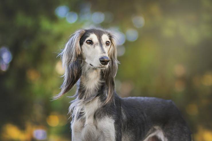 Saluki adulto 